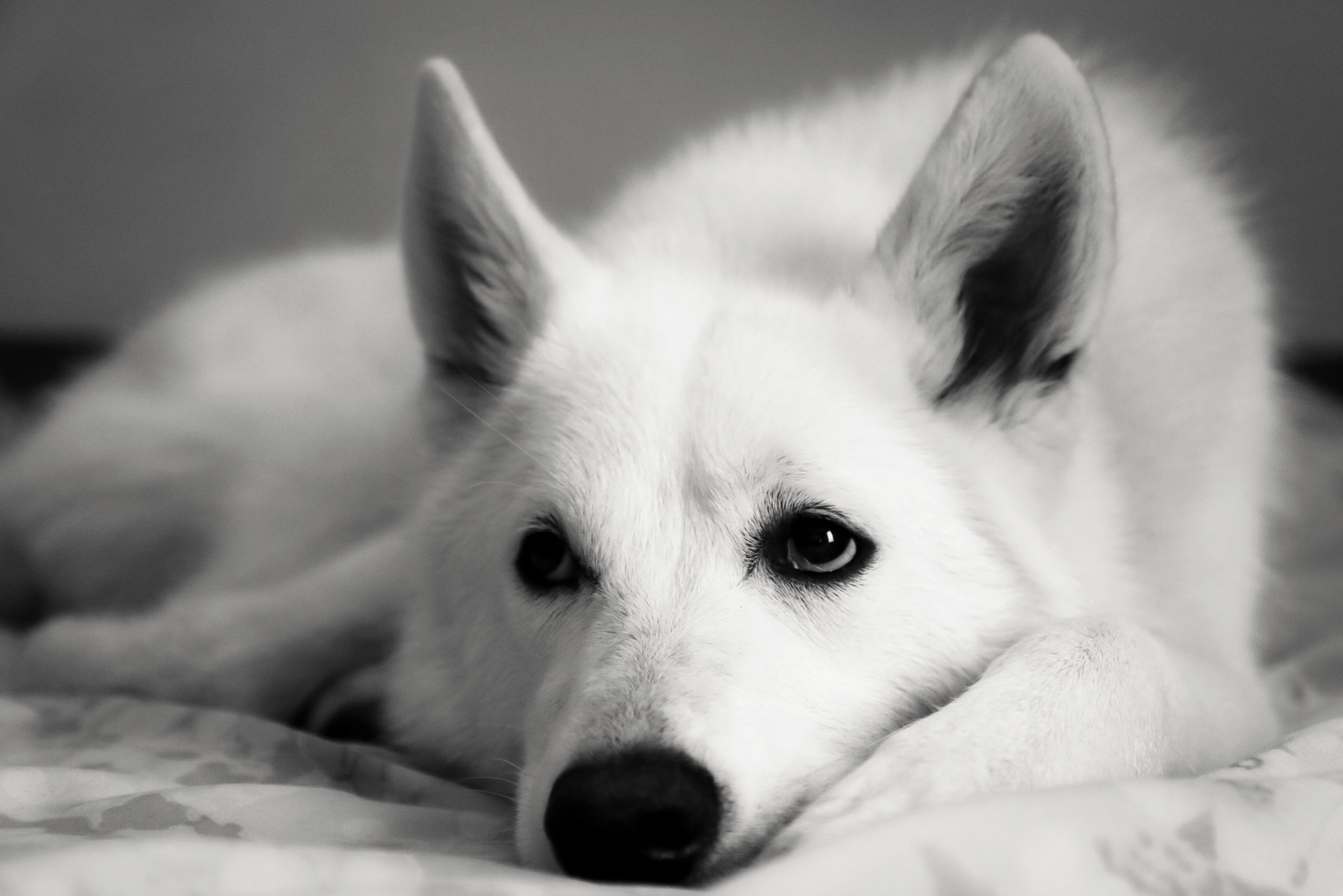 swiss-shepherd-2023-11-27-05-30-57-utc